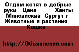 Отдам котят в добрые руки › Цена ­ 100 - Ханты-Мансийский, Сургут г. Животные и растения » Кошки   